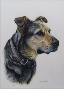 Simple pencil portrait of a dog, with no background